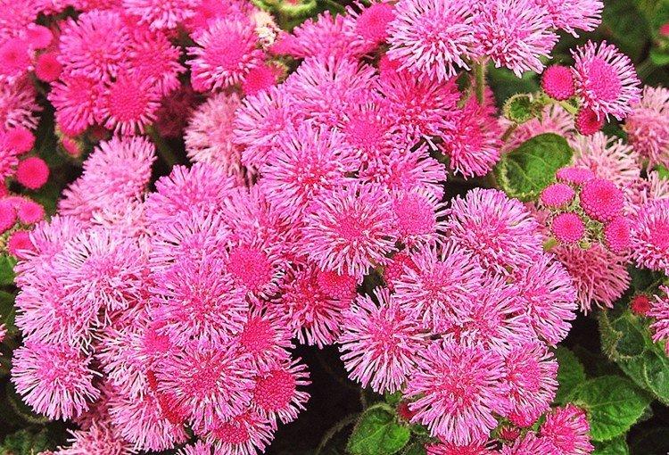 Ageratum Boule Rose - Types d'Ageratum