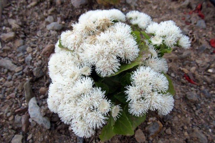 Ageratum Neige d'été - Types d'Ageratum