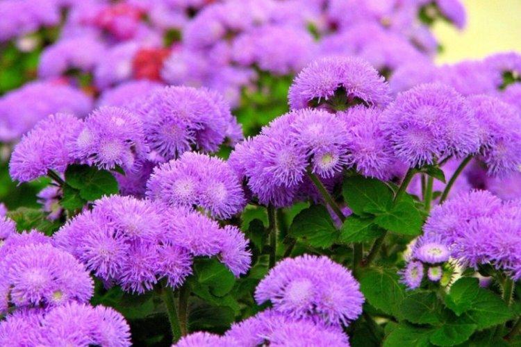 Température et éclairage - Ageratum care