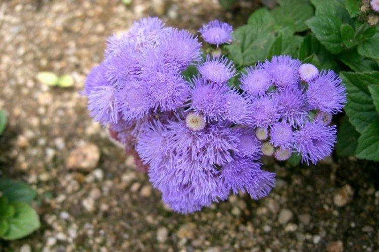 Engrais et alimentation - Ageratum care