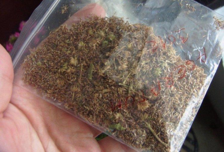 Plantation et reproduction - Ageratum care