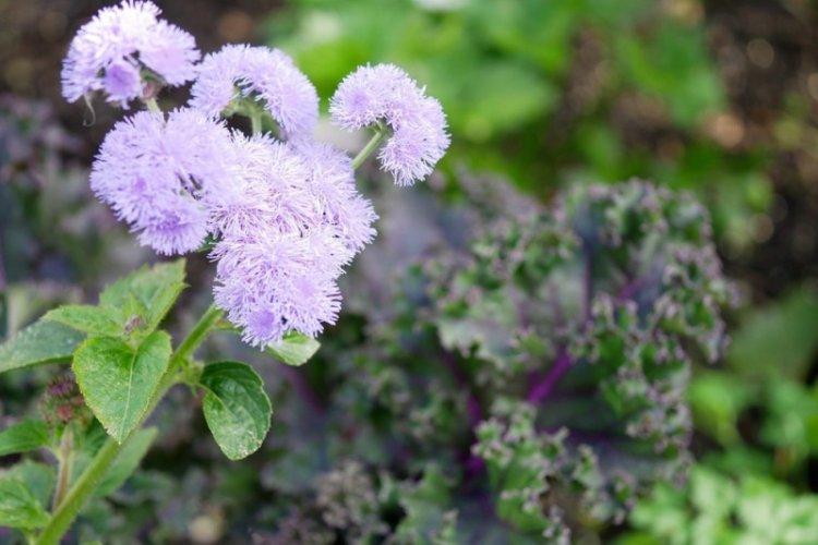 Élagage - Ageratum Care