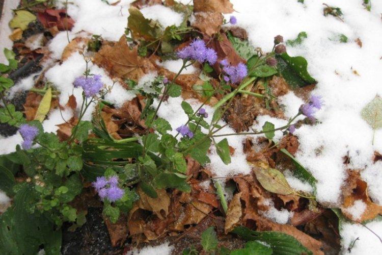 Hivernage - Ageratum Care