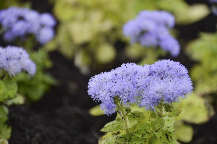 Lutte contre les parasites et les maladies - Ageratum
