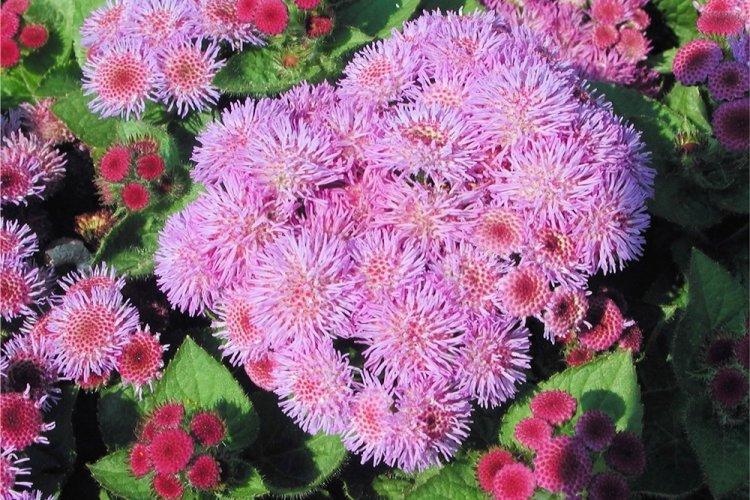 Ageratum - photo