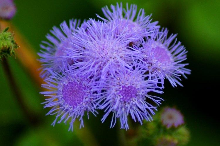 Ageratum - photo