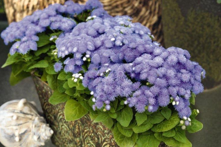 Ageratum - photo