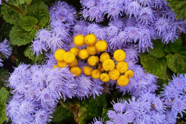 Ageratum - photo