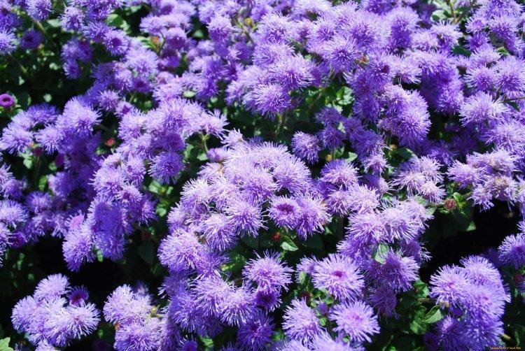 Ageratum - photo