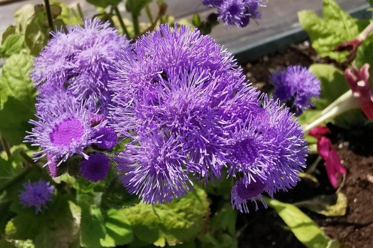 Ageratum - photo