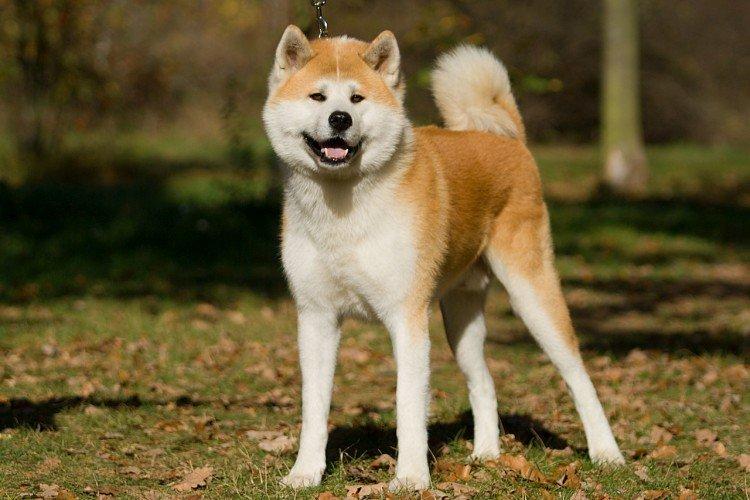 Description générale de la race - Akita Inu