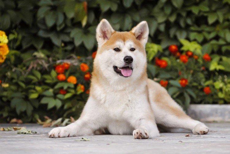 Caractéristiques et tempérament - La nature de l'Akita Inu