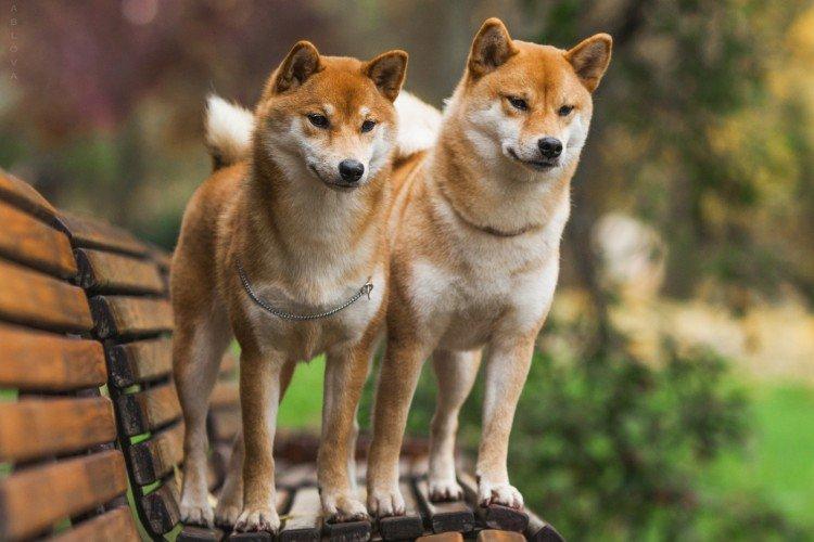 Relations avec les autres animaux - La nature de l'Akita Inu