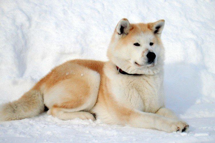 Procédures de Confinement - Akita Inu Care