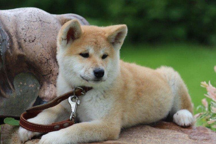 Santé et maladies de la race - Akita Inu