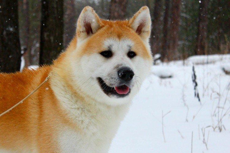 Akita inu - photo