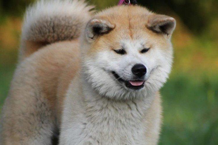 Akita inu - photo