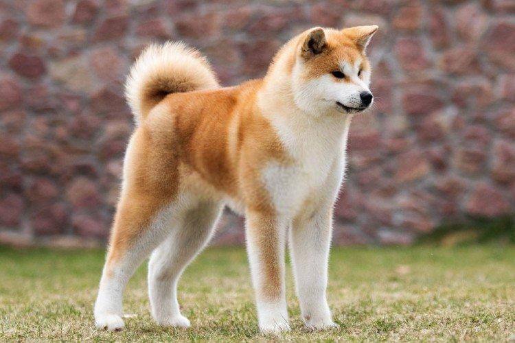 Akita inu - photo