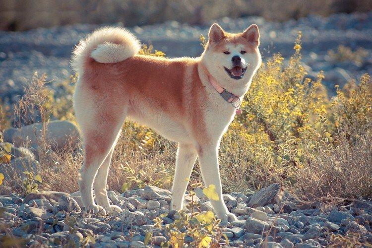 Akita inu - photo