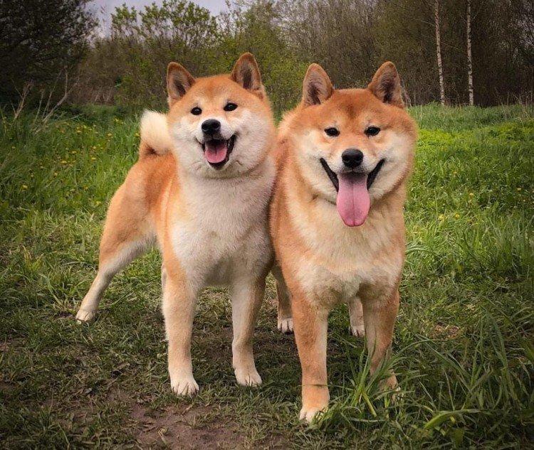 Akita inu - photo