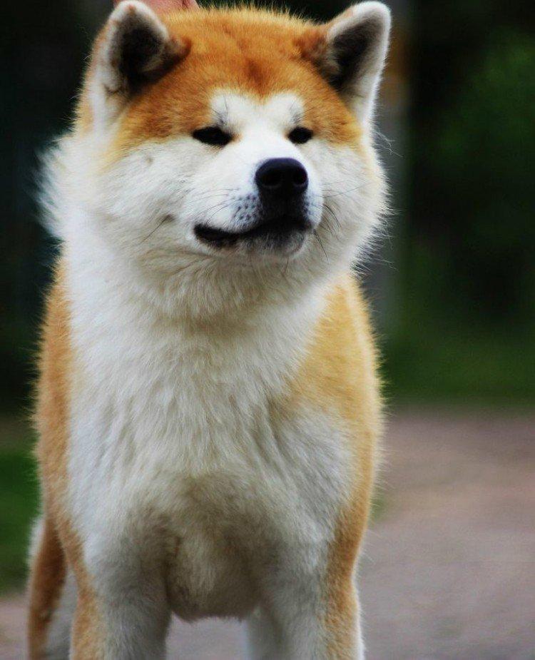 Akita inu - photo