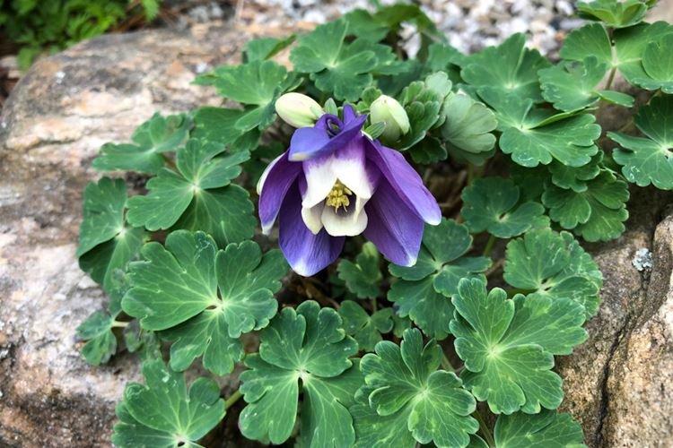 Décoloration d'Aquilegia