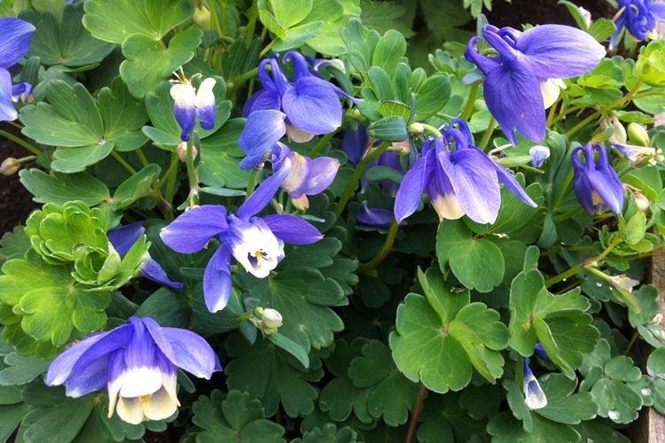 Aquilegia en forme d'éventail