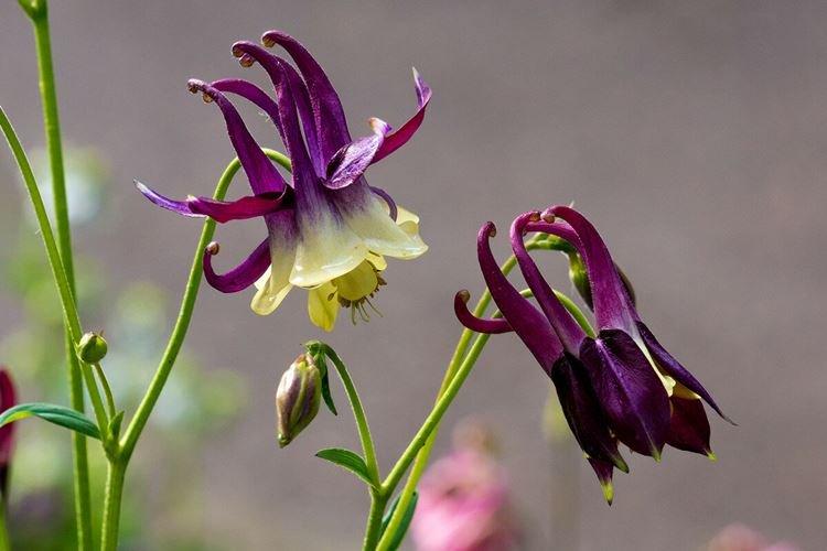 Engrais et fertilisation - Aquilegia care