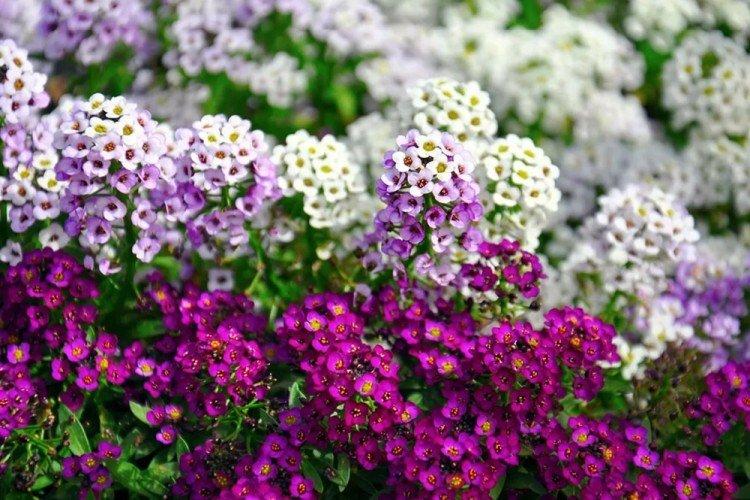 Alyssum sea - Types d'alyssum