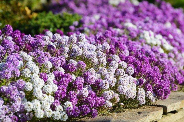 Température et éclairage - Alyssum care