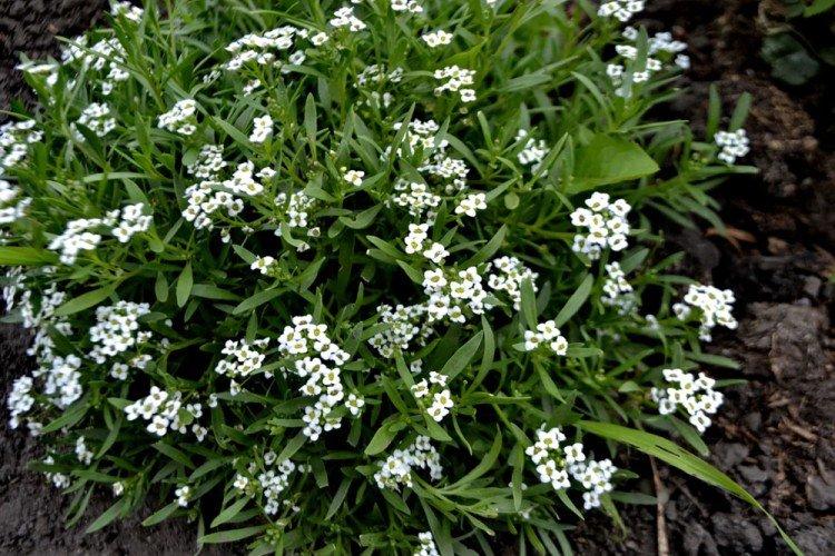 Fertilisation et alimentation - Alyssum care