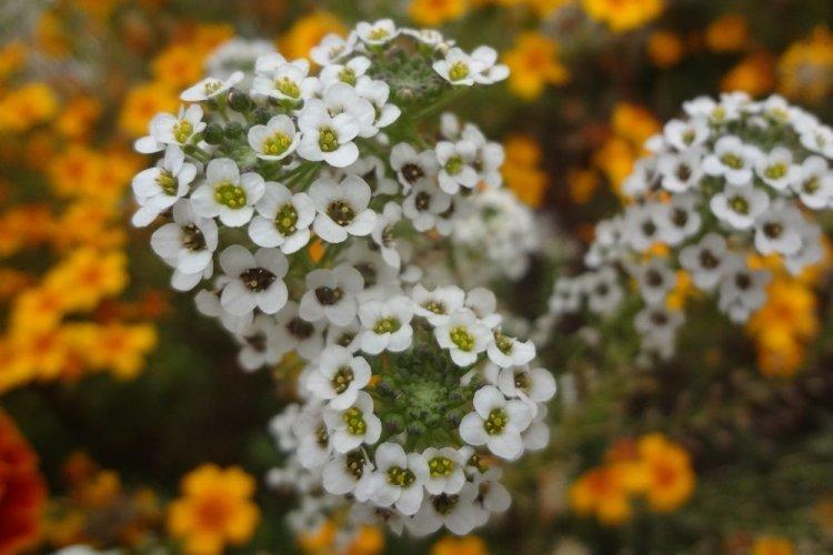 Alyssum - photo