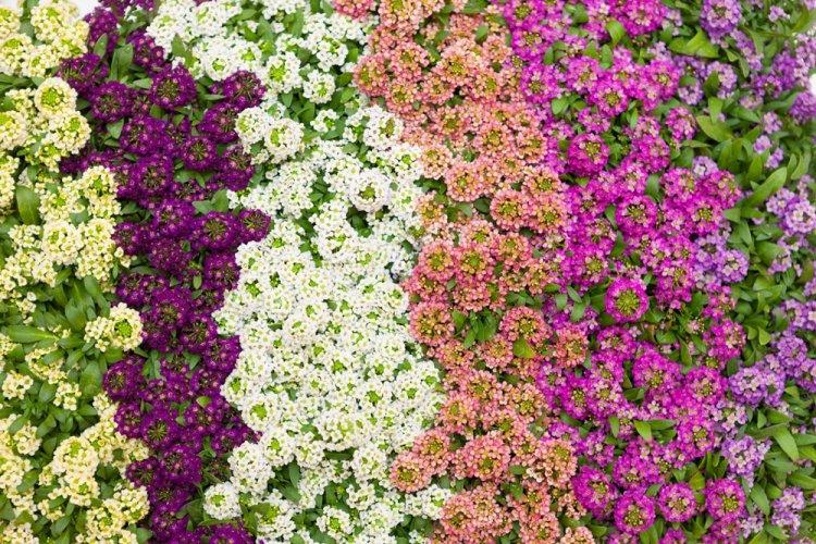Alyssum - photo