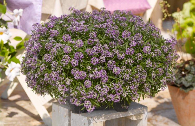 Alyssum - photo