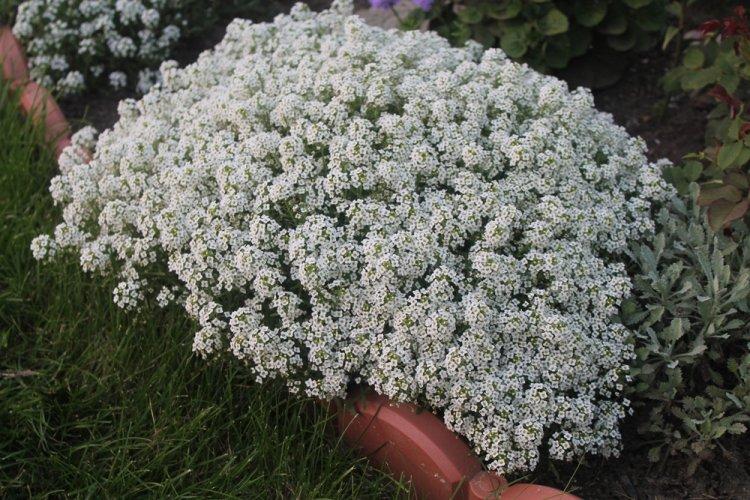 Alyssum - photo