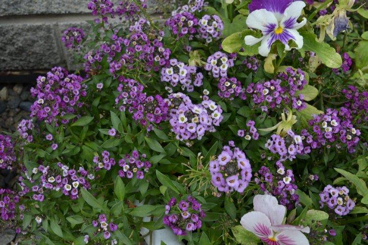 Alyssum - photo