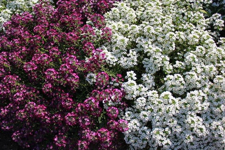 Alyssum - photo