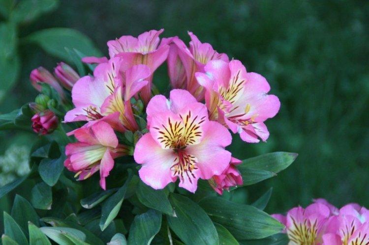 Informations générales - Alstroemeria