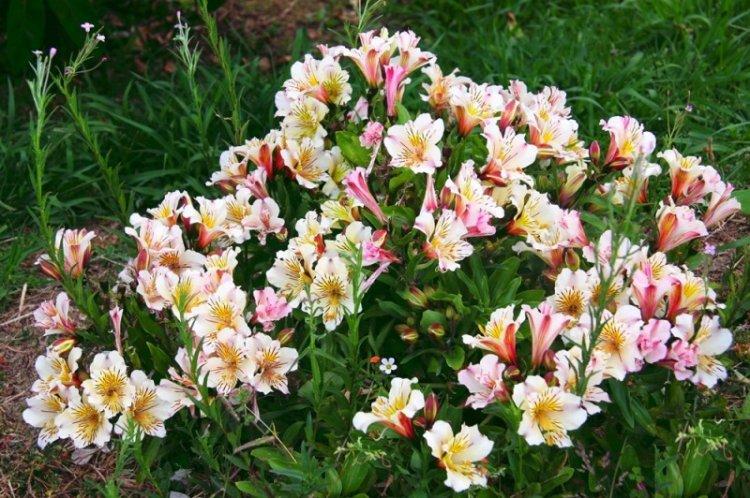 Informations générales - Alstroemeria
