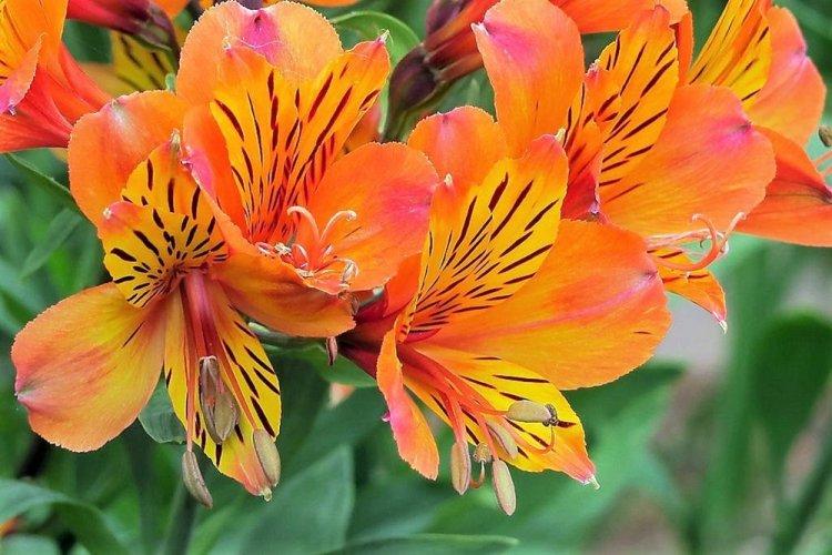 Alstroemeria Harmony - Types d'alstroemeria