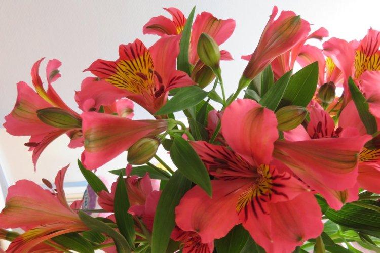 Alstroemeria King Cardinal - Types d'alstroemeria