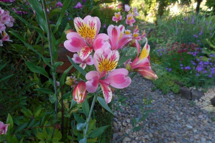 Température - Alstroemeria Care