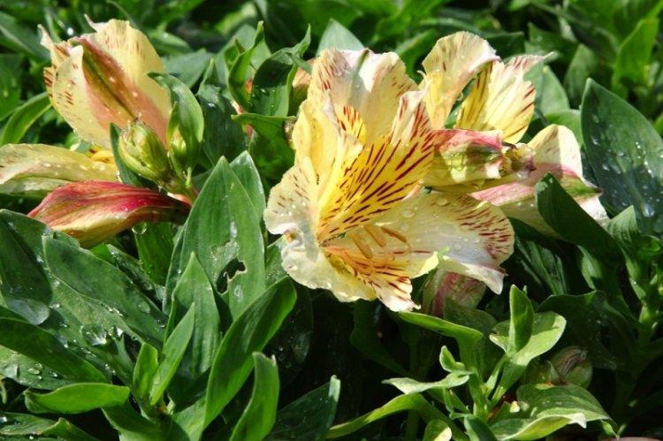 Arrosage - Soins Alstroemeria