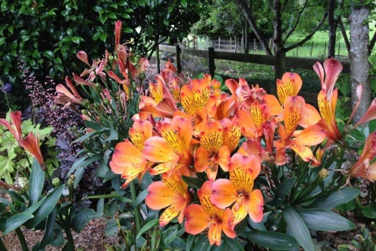 Sol - Alstroemeria Care