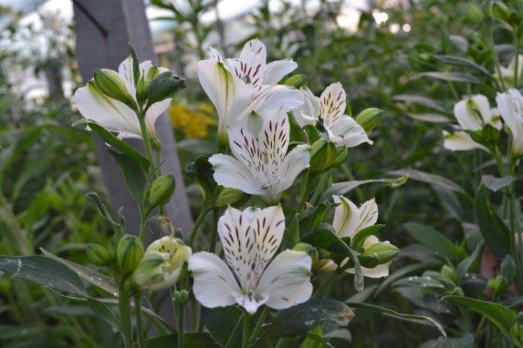 Transplantation et reproduction - Alstroemeria Care
