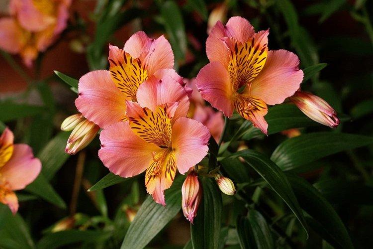 Alstroemeria - photo