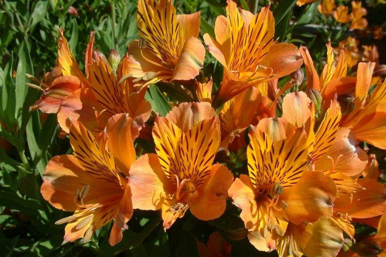 Alstroemeria - photo