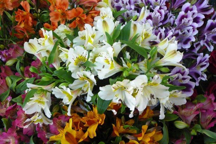 Alstroemeria - photo