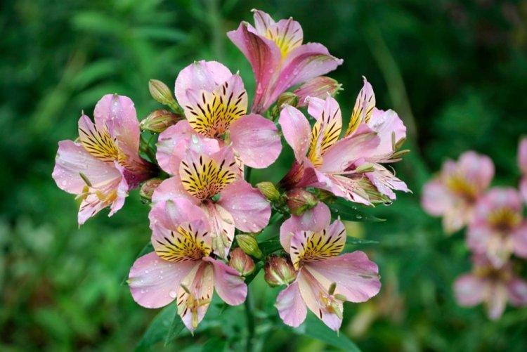 Alstroemeria - photo