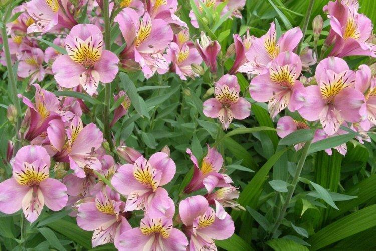 Alstroemeria - photo